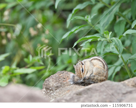 松鼠在岩石上休息 115906731