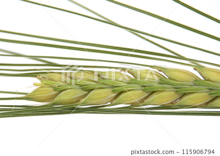 Close-up of a green ear of barley, showcasing detailed texture and growth pattern Close-up of a green ear of barley, showcasing detailed texture and growth pattern 115906794