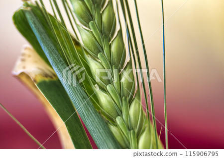 Close-up of a green ear of barley, showcasing detailed texture and growth pattern Close-up of a green ear of barley, showcasing detailed texture and growth pattern 115906795