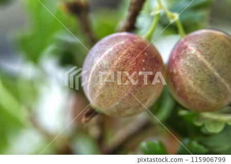 Close-up view of fresh ripe gooseberries with green leaves 115906799