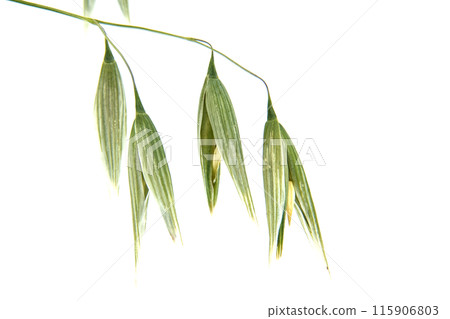 Close-up of green oat seed heads against a white background 115906803