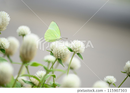 Small butterfly with white Globe Amaranth flower in garden 115907303