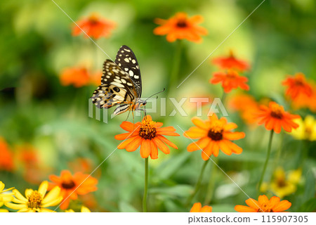 Beautiful butterfly with orange flower garden in spring season 115907305