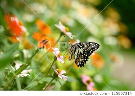 Beautiful butterfly with colorful flower garden in spring season 115907314