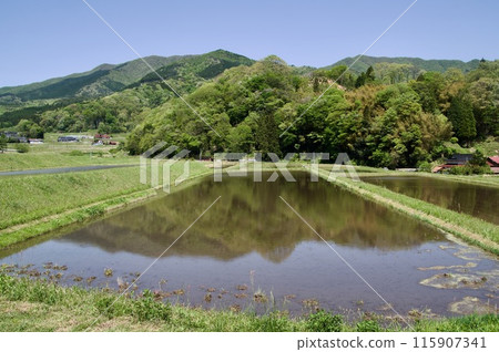 鄉村景觀春天稻田福田頭夢街文藝復興 鄉村景觀春天稻田福田頭夢街文藝復興 115907341