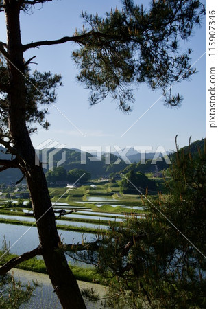 Rural scenery in spring, rice terraces, rice fields, pine trees, Sarumasayama, rice terraces in Mikawa, connecting rice terrace heritage, Yume-kaido Renaissance 115907346