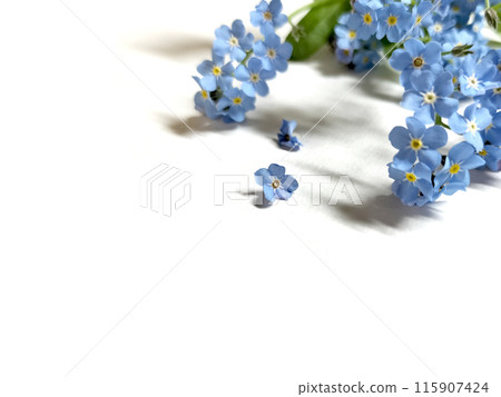 一束勿忘我和落花(右上角位置) 一束勿忘我和落花(右上角位置) 115907424