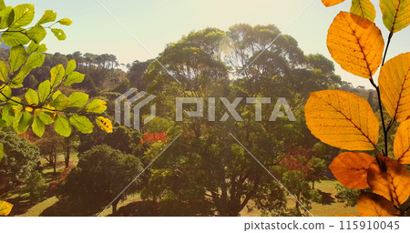 Image of orange and green autumn leaves in park 115910045