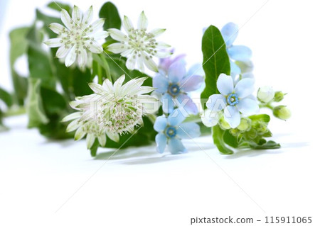 Blue star and star of billions flower background Blue star and star of billions flower background 115911065
