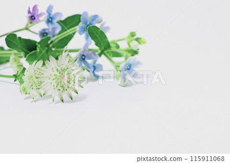 藍色星星和億萬之星花背景 115911068