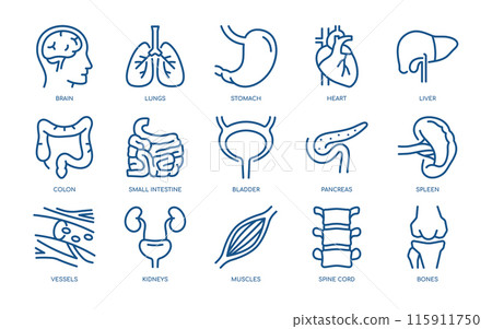 Human Organs Vector Icons Set. Detailed Anatomy Illustrations of Brain, Lungs, Heart, Liver, Stomach, Intestines, and More. Editable Linear Collection. Human Organs Vector Icons Set. Detailed Anatomy Illustrations of Brain, Lungs, Heart, Liver, Stomach, Intestines, and More. Editable Linear Collection. 115911750