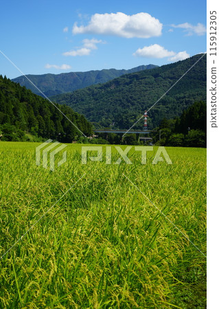 富山縣富山市即將收割的稻田1 富山縣富山市即將收割的稻田1 115912305