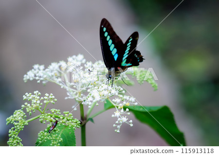 Common Bluebottle Butterfly and Timomenus aeris in Wulai, Taiwan. 115913118