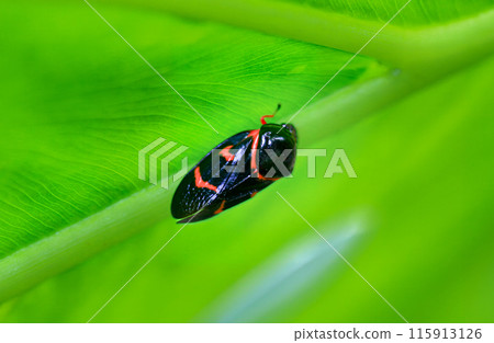 Vibrant leaping Froghopper(spittlebug) on green leaves of Wulai, Taiwan. 115913126