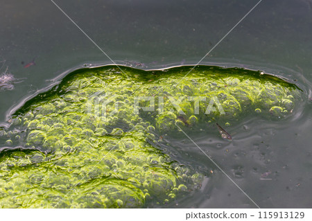 Vibrant Green Algae Patterns in Water with Bubbles, Wulai, Taiwan. Vibrant Green Algae Patterns in Water with Bubbles, Wulai, Taiwan. 115913129