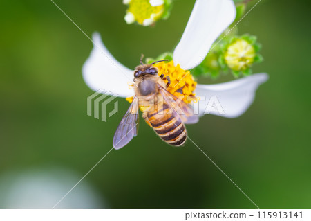 Eastern Honey Bee Pollinating Bidens Pilosa in Wulai, Taiwan. 115913141