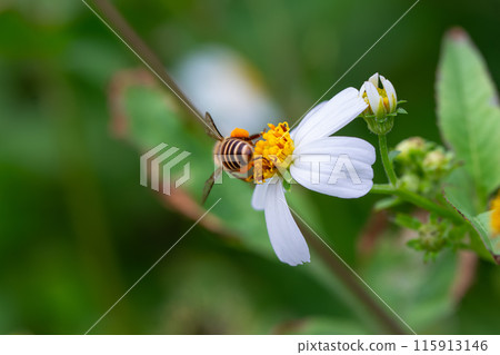 Eastern Honey Bee Pollinating Bidens Pilosa in Wulai, Taiwan. 115913146