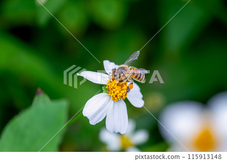 Eastern Honey Bee Pollinating Bidens Pilosa in Wulai, Taiwan. 115913148