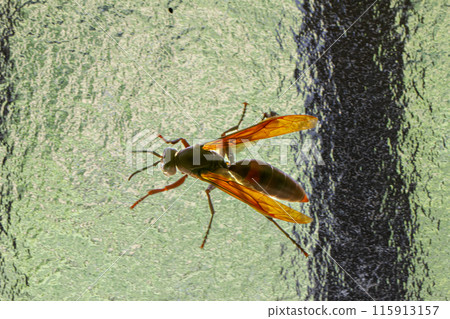 Polistes gigas on a glass window. Taiwan. 115913157