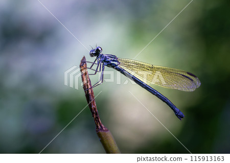 Vibrant Blue Damselfly Perched in Wulai, Taiwan. 115913163