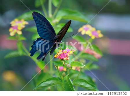 Blue swallowtail butterfly on Taiwan Wulai lantana flower. Blue swallowtail butterfly on Taiwan Wulai lantana flower. 115913202