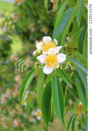 Iju white flower Iju white flower 115913376