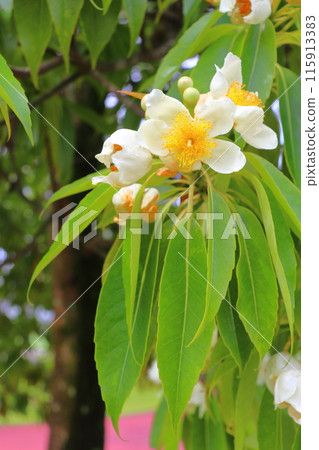 Iju white flower 115913383