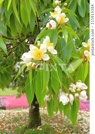 伊朱白花 115913384