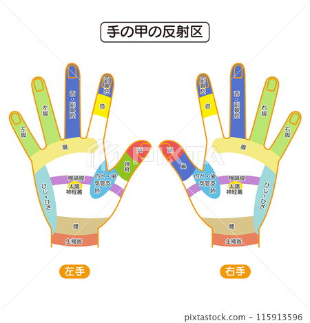 Illustrated illustrations of the reflex zones and pressure points on the back of the hand 115913596