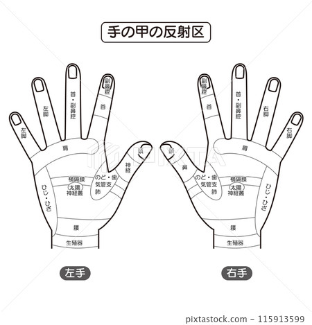 Illustrated illustration of the reflex zones and pressure points on the back of the hand (monochrome) Illustrated illustration of the reflex zones and pressure points on the back of the hand (monochrome) 115913599