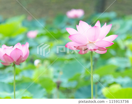 Beautiful pink lotus flower Beautiful pink lotus flower 115913736