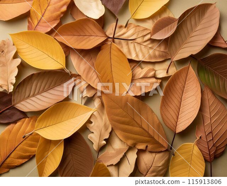 A carpet of autumn colors 115913806