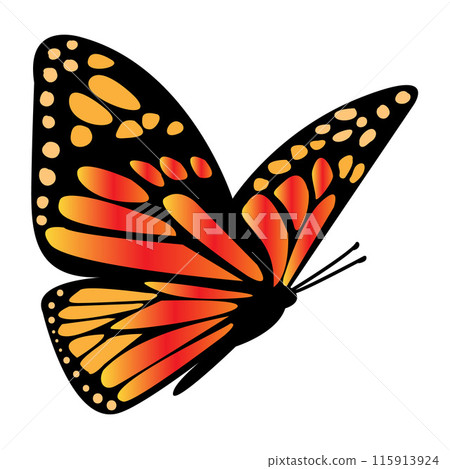 Butterfly with Orange and Black Wings Flies on a White Background. Ethereal Butterfly Winged Silhouette Illustration. Colorful Monarch Metamorphosis Closeup. Tropical Element. Vector illustration 115913924