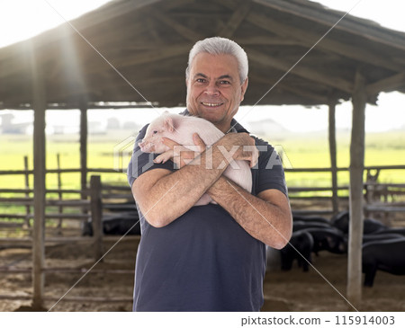 young pig and man young pig and man 115914003