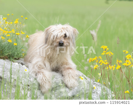 Pyrenean Sheepdog in nature Pyrenean Sheepdog in nature 115914021