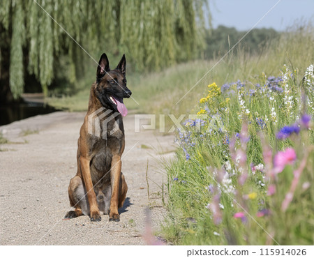 training of belgian shepherd training of belgian shepherd 115914026