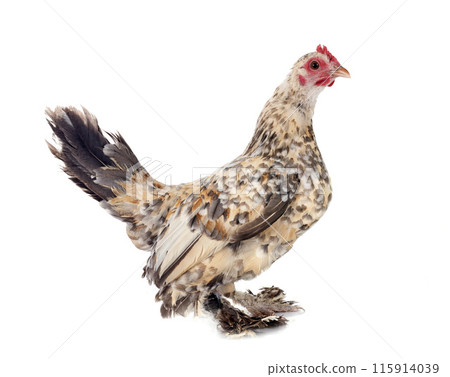sabelpoot chicken in studio 115914039