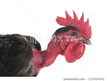 bantam Naked Neck chicken in studio 115914042