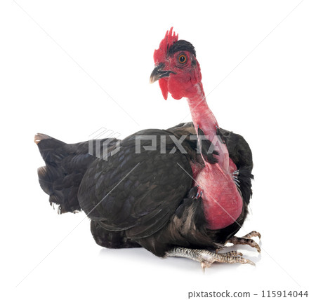 bantam Naked Neck chicken in studio bantam Naked Neck chicken in studio 115914044