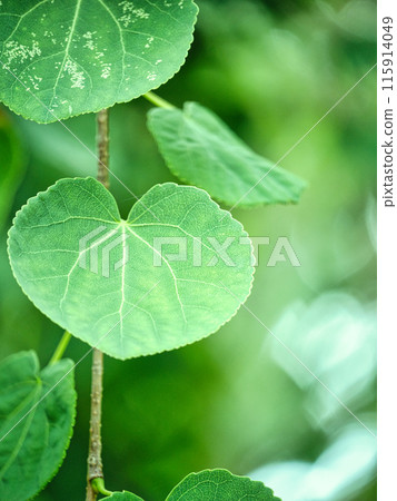 Weeping katsura with heart-shaped leaves 115914049