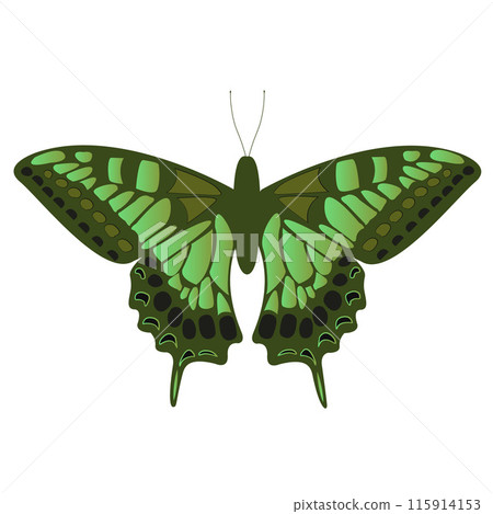 Green Machaon with Black Spots on a White Background. Tiger Swallowtail Colorful Silhouette Design. Exotic Butterfly Wing Ornament. Wildlife Inspired Greeting Card. Papilio Maackii Vector illustration 115914153