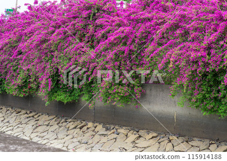 初夏的海風和運河上的九重葛盛開的風景旅遊勝地（八代市日奈久町） 115914188