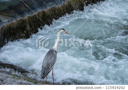 A grey heron hunting for prey under the Kamo River dam A grey heron hunting for prey under the Kamo River dam 115914202