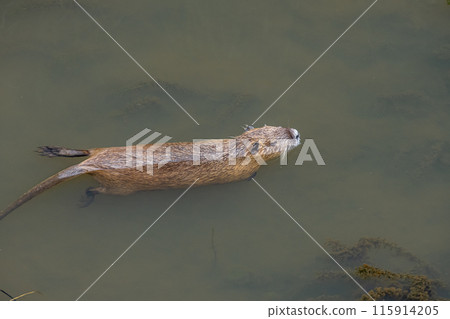 Nutria swimming in an irrigation canal Nutria swimming in an irrigation canal 115914205