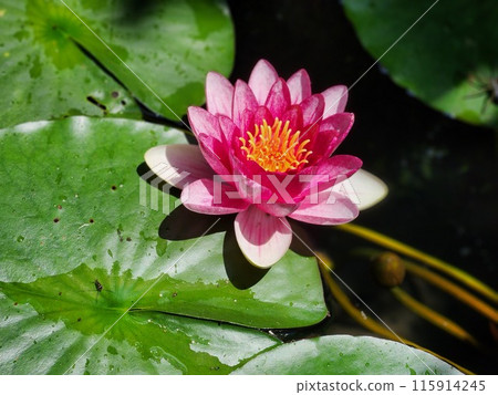 Water lily flowers Water lily flowers 115914245