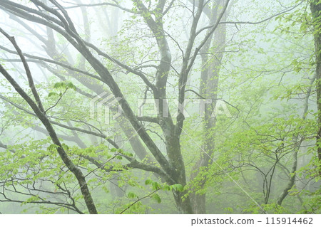 Misty beech forest (along the Binkake forest road in Ino Town, Kochi Prefecture) Misty beech forest (along the Binkake forest road in Ino Town, Kochi Prefecture) 115914462
