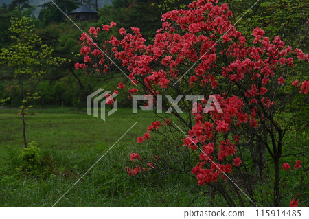 Kurosawa Marshland where Azaleas bloom 6 (Urushigawa Kurosawa, Ikeda-cho, Miyoshi City, Tokushima Prefecture) Kurosawa Marshland where Azaleas bloom 6 (Urushigawa Kurosawa, Ikeda-cho, Miyoshi City, Tokushima Prefecture) 115914485