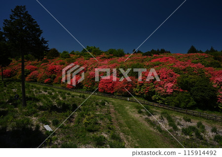 船久保杜鵑公園溫筒辻社區1(德島縣吉野川市山川町奧野井) 船久保杜鵑公園溫筒辻社區1(德島縣吉野川市山川町奧野井) 115914492