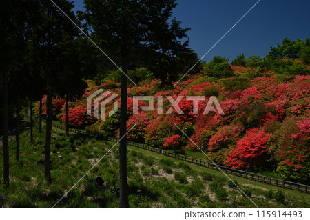 Azalea colony 2 at Funakuba Azalea Park (Okunoi, Yamakawa-cho, Yoshinogawa-shi, Tokushima Prefecture) 115914493