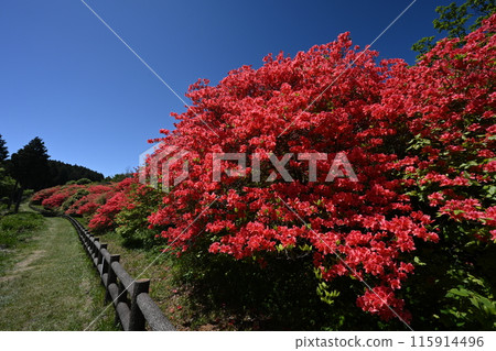 Azalea colony 4 at Funakuba Azalea Park (Okunoi, Yamakawa-cho, Yoshinogawa-shi, Tokushima Prefecture) 115914496